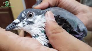 Chap Walay Sialkoti || Top breed Original High flying pigeon | Animal Watching Magazine