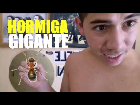 MORDISCOS DE HORMIGAS - RETO 1,000 SUSCRIPTORES | El Huele Perron