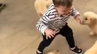 Funny dogs and babies video compilation 2019