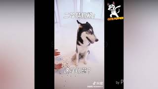 Funny Animals Compilation #8 - Cute Puppies