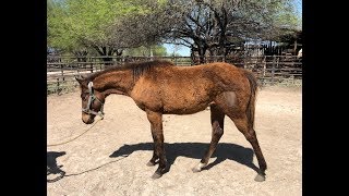 RANCHOLAROSA:GOLONDRINO 2018 DE MATTDILLON DUNITNICE#CUARTODEMILLA