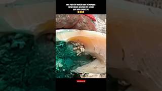 Belatung Pada Kuku Kuda