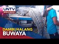 Higanteng buwaya, nahuli sa Tawi-Tawi kahapon
