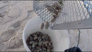 Catching and EATING Sand Fleas. Is It Worth it?? Catching and EATING Sand Fleas. Is It Worth it??