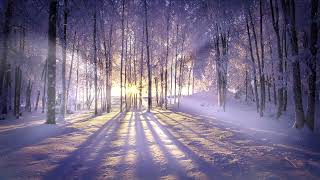 Деревья Лес Снег Лучи Солнца