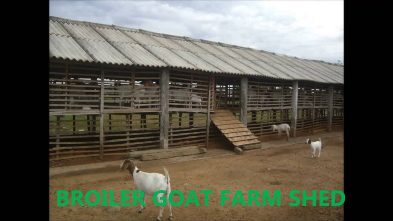 BROILER GOAT SHED ,INDIA - YouTube