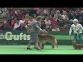 Best of Hound Dogs - Crufts