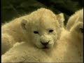 Rare White Lion Cubs Debut