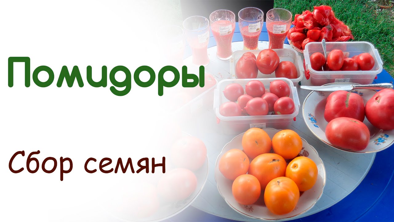 Как собрать семена с помидор на рассаду Как собрать семена с помидор на рассаду