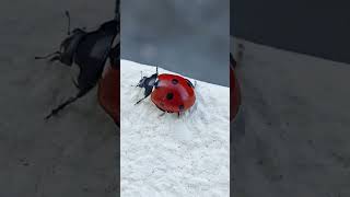 Coccinelle