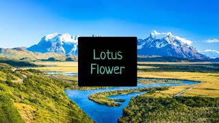 Lotus Flower