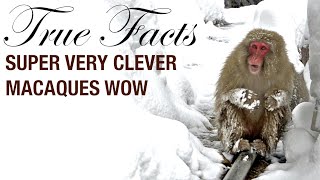 True Facts: Macaques