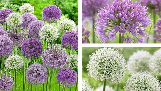 Guide To Summer Plants Allium Species