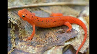 The Eastern Newt Mini Doentary