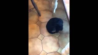 Tiny Puppy Chasing His Tail