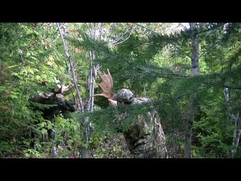 Dangerous moose call !!! (attack) ( i fight with the moose )...
