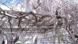 Garden No. 1 Charming Chinoiserie Garden, Mittagong Southern Highlands