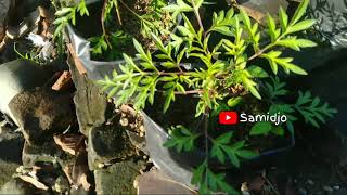 Vegetarian Samidjo