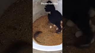 Hen Protect Eggs From Rat