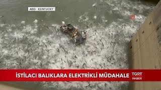İstilacı Balıklara Elektrikli Müdahale