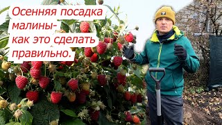 Осенняя Посадка Малины- Что И Как Сделать, Что Бы Получать Хорошие Урожаи.