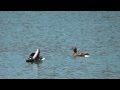 COPIA DI GERMANI : OASI NATURALISTICA LA MADONNINA( SANT' ALBANO STURA) CN.