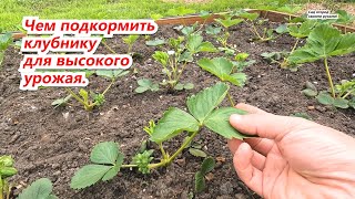 Подкормите Свою Клубнику По Этой Схеме И Удивитесь Полученному Урожаю!