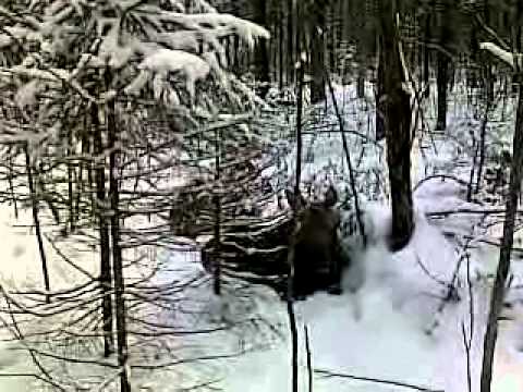 как ловить лося на петлю как ловить лося на петлю