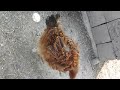 Animal sex tube zoo porno