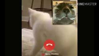 CAT WOULD LIKE TO FACETIME