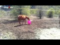 Funny Horse Videos Compilation 2014 [NEW]