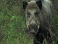 Hubený stařík - divočák