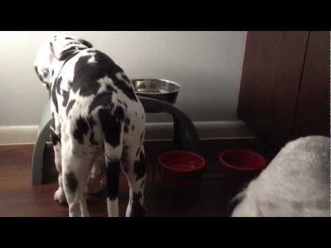 Elevated Food Bowls - Great Dane and Miniature Schnauzer Eating