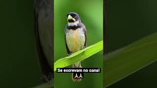 Coleiro Mateiro Solto Na Natureza Perfeito