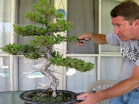 Black Pine Bonsai on Youtube                        Ginkgo Tree For Bonsai
