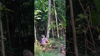 Coconuttree