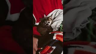Chihuahua Bites Hand That Feeds It.