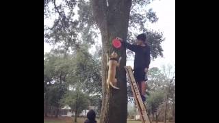 Pitbull 12Ft Tree Climb R.c.ks Ace