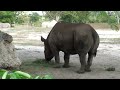 Tour Miami Metro Zoo In Hd Tour Miami Metro Zoo In Hd