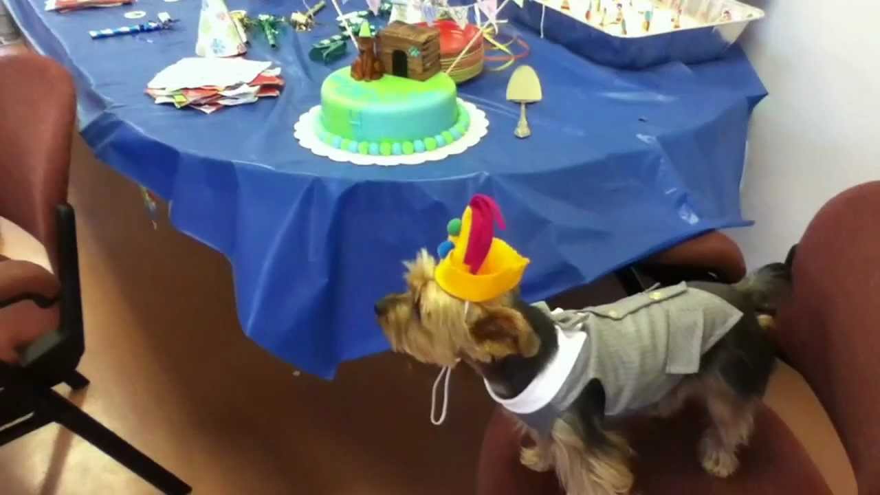yorkie bar cake yorkies celebrate birthday with cake and biscuit bar yorkie bar cake yorkies celebrate birthday with cake and biscuit bar