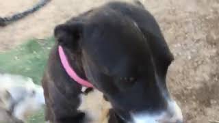 Linda Blair Worldheart Foundation adoptable Pearl, Golden Dozer & Black Diamond