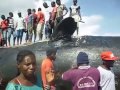 Samaki Wa Ajabu apatikana akiwa katika Fukwe za  kilwa masoko