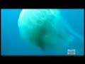 Video de Mergulho no buraco do mero - lobo do mar/arraialsub