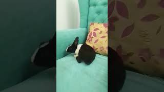 Rabbit