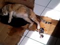image Proses Melahirkan 4 Bayi Kucing Kembar