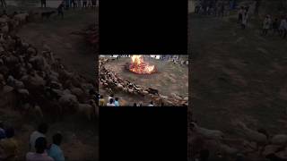 Sheep Circling The Fire A Mysterious Scene