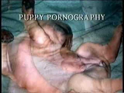 funny dog videos. girlfriend funny dog videos clips funny dog videos. Funniest Dog Video Ever