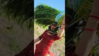 Haryanvi Bahu Patola
