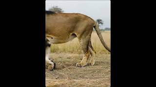 The Lion And The Mouse