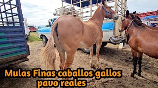 Mulas Gigantes Gallos Pavo Reales Ganado Vacuno Y Mas Mercado Ganadero 4 Caminos Puebla 31072025